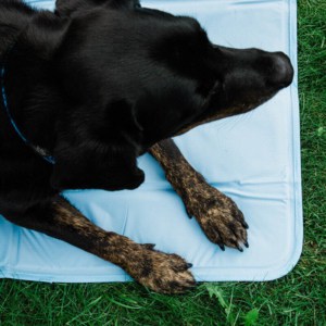 Hund auf Cool Mat