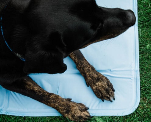 Hund auf Cool Mat