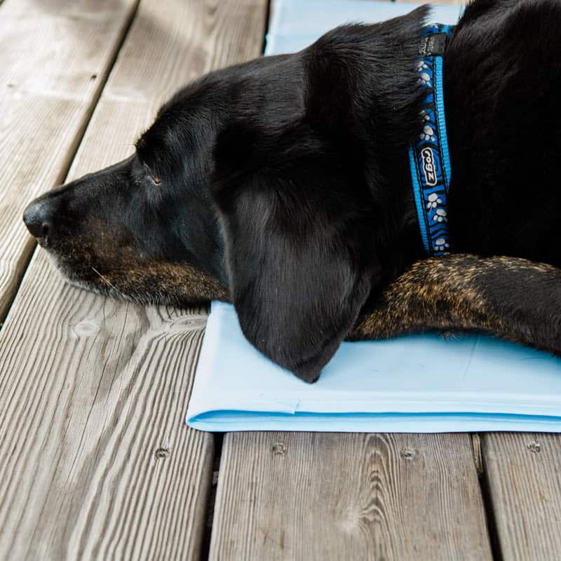 Hund auf Cool Mat